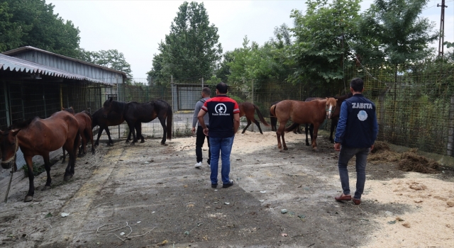 Kaçak kesime götürülen 10 at kurtarıldı