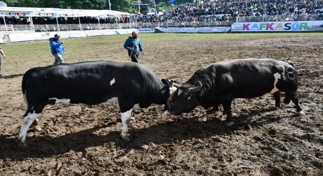 ”41. Kafkasör Kültür, Turizm ve Sanat Festivali” boğa güreşleriyle devam ediyor