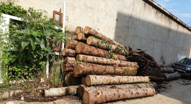 Giresun’da tomruk çalan kişiler tutuklandı