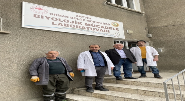 Artvin’in kestane ormanları laboratuvarda üretilen virüs ve parazitle korunuyor