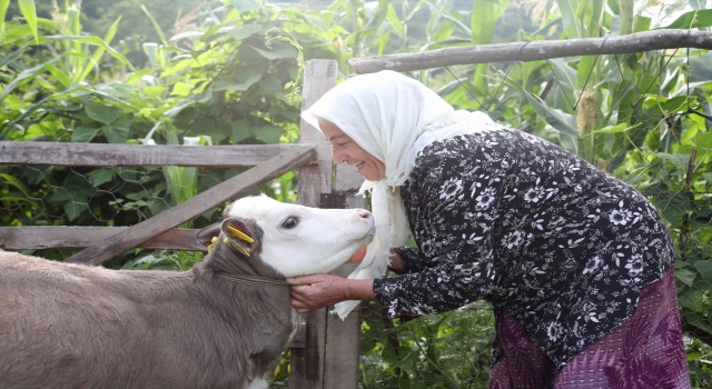 Üçüz buzağılar ”Çıtlak”, ”Pamuk” ve ”Boncuk”a küpeleri takıldı