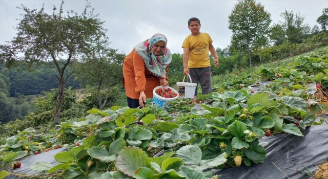 Üreticilere verilen destekle çilek üretimi artıyor