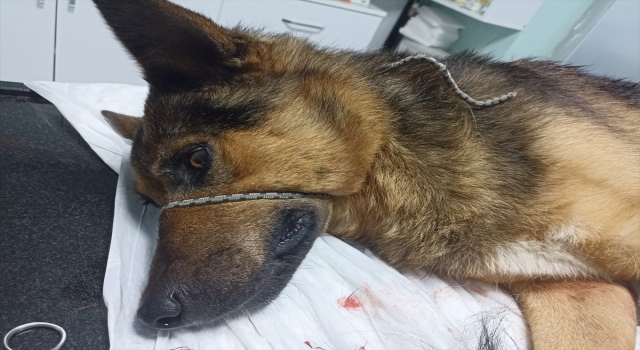 Av tüfeğiyle vurulan köpek tedavi altına alındı