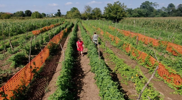 Kimyager, köyünde tıbbi ve aromatik bitki üretiyor