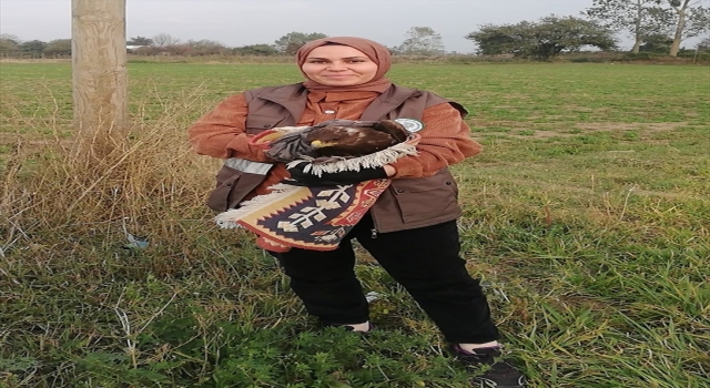 Bolu’da yaralı bulunan kızıl şahin tedavi altına alındı