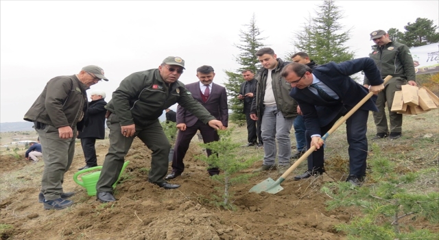 Merzifon ve Taşova’da binlerce fidan toprakla buluştu