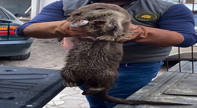 Sinop’ta yaralı bulunan su samuru tedaviye alındı