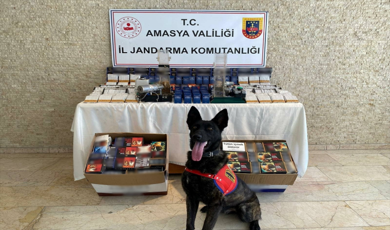 Amasya’da 18 bin makaron ele geçirildi