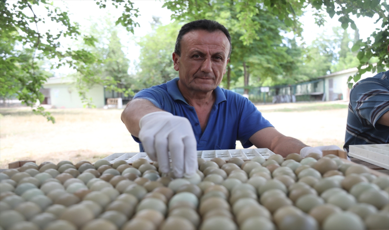 Samsun’da 55 yılda yetiştirilen 369 bin sülün farklı illerde doğaya salındı