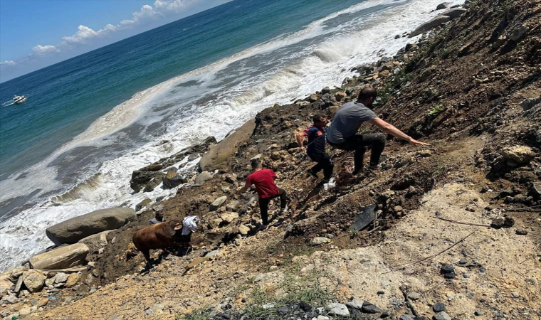 Kesime getirildiği sırada denize kaçan boğayı itfaiye ekipleri yakaladı