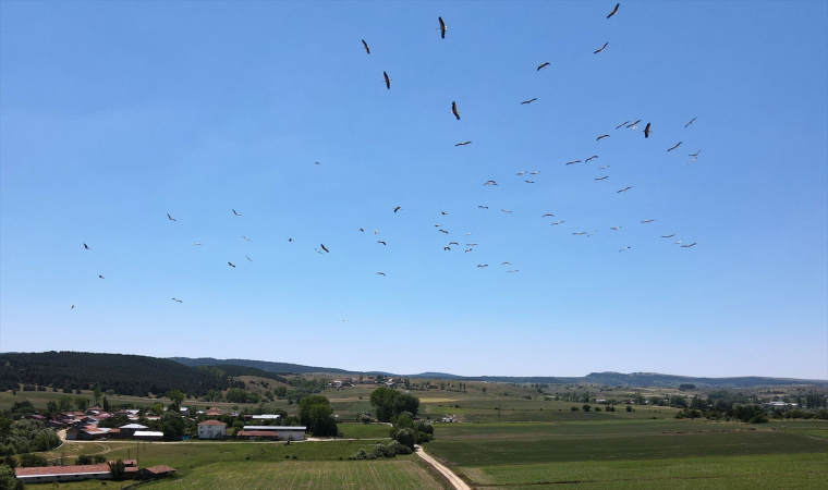 Kastamonu’da ”leyleklerin dansı” dronla görüntülendi