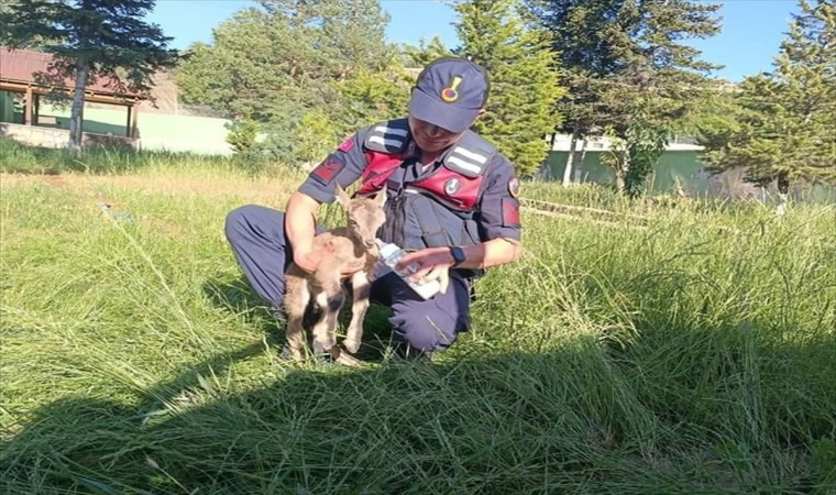 Giresun’da yaralı bulunan dağ keçisi yavrusu koruma altına alındı