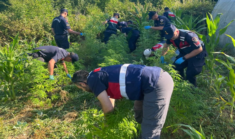 Bartın’da 300 kök kenevir bitkisi ele geçirildi