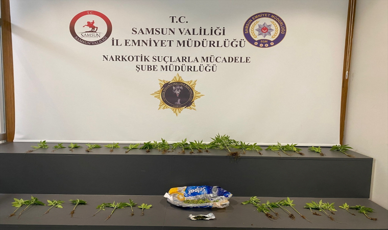 Samsun’da çatı katında saksılara dikilmiş Hint keneviri ele geçirildi