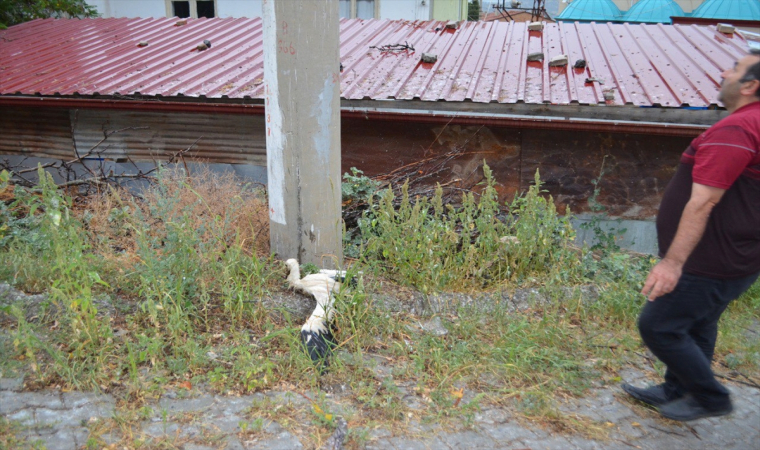 Çorum’da kuvvetli rüzgar nedeniyle yuvasından düşen leylek öldü