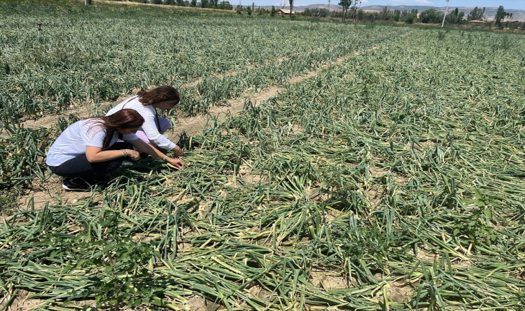 Çorum’da sağanak nedeniyle 73 köydeki ekili araziler zarar gördü