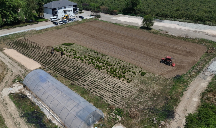 ”Tarım Akademisi” arazisinde tıbbi aromatik bitki üretilecek