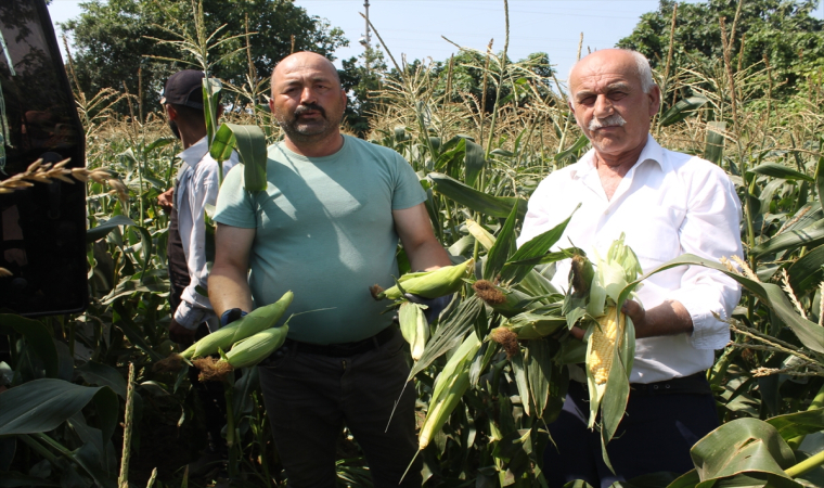 Bafra Ovası’nda mısır hasadı başladı