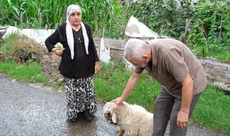 Sahipsiz köpeklerin saldırdığı bir kuzu öldü, diğeri yaraladı