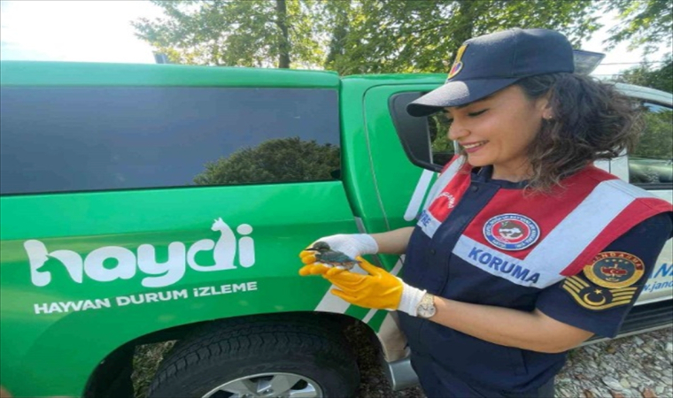 Düzce’de yaralı bulunan bayağı yalıçapkını tedaviye alındı