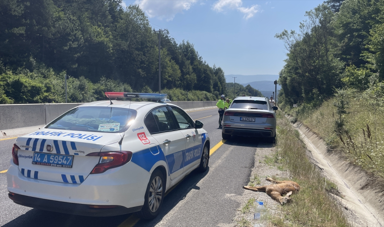 Bolu’da cipin çarptığı karaca öldü