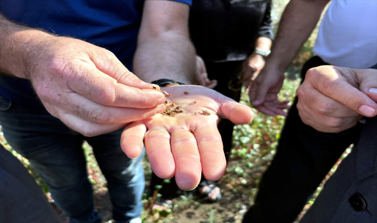 Sinop’ta örnek olarak üretilen karabuğday hasat edildi