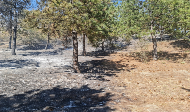 Tokat’ta ormanlık alanda çıkan yangına müdahale ediliyor