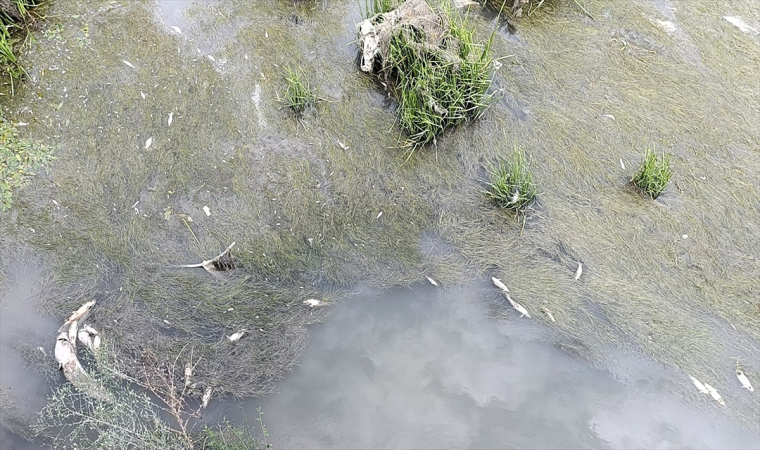 Amasya’dan geçen Yeşilırmak’ta balık ölümleri görüldü