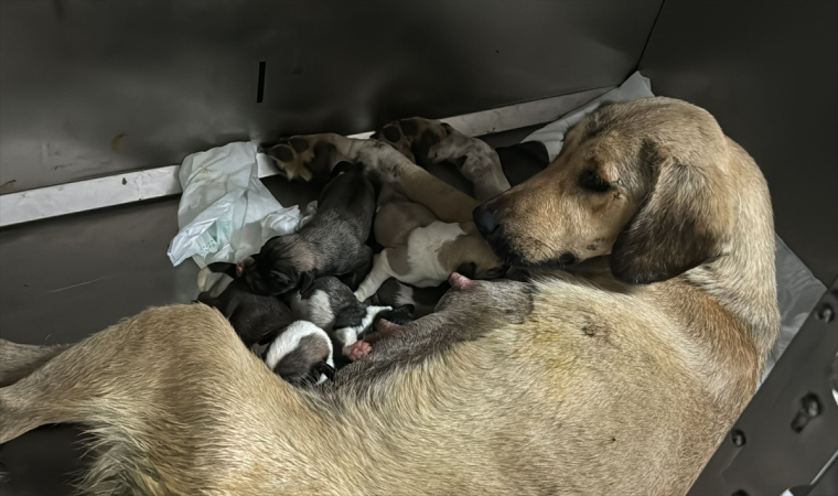 Otomobilin çarpmasıyla yaralanarak tedaviye alınan köpek yavruladı