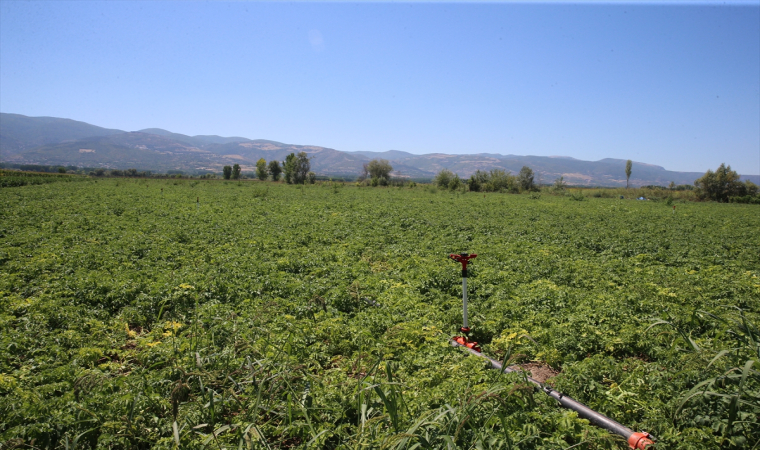 Tokat’ta çiftçi, yılda 500 tonun üzerinde patates tohumu üretiyor