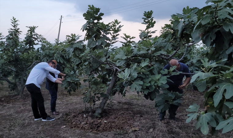 Samsun’da mor patlıcan incirinde hasat başladı