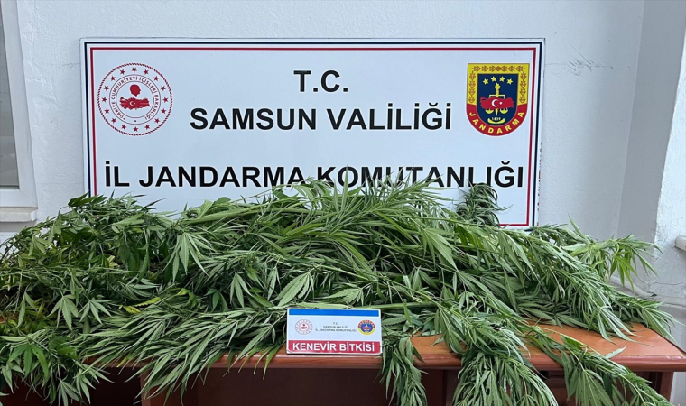 Samsun’da fındık bahçesine kenevir eken şüpheli yakalandı