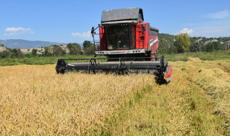 Sinop’ta üreticiler, yeni sezon çeltik hasadına başladı