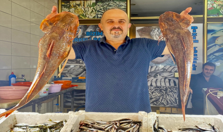 Sinop’ta 4 kilogramlık kırlangıç balığı avlandı