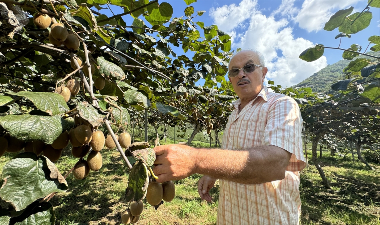 Karadeniz’in ihtiyar delikanlıları topraktan kopamıyorlar