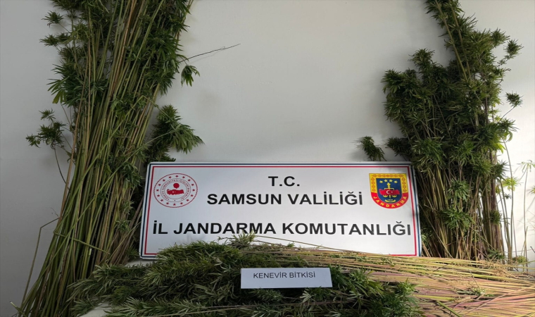 Samsun’da jandarma 957 kök kenevir bitkisi ele geçirdi