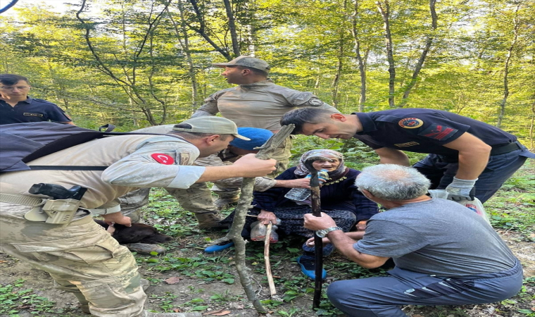 Sinop’ta mantar toplarken kaybolan kadın ormanda bulundu