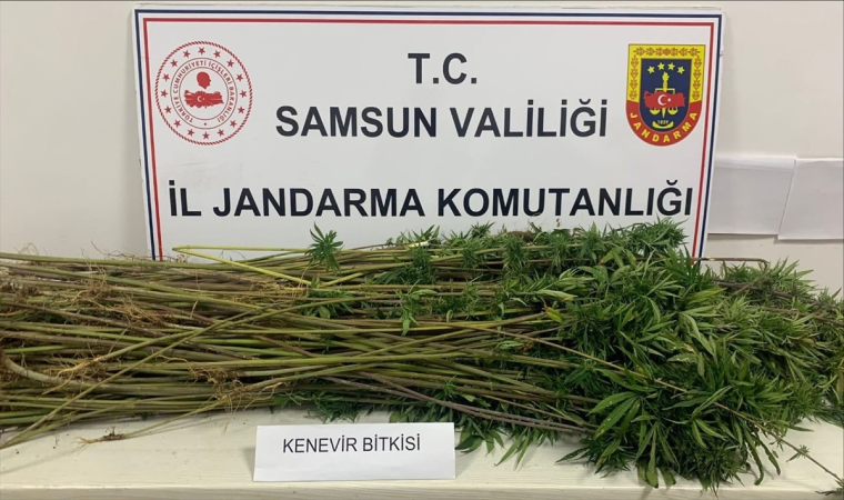 Samsun’da 285 kök kenevir bitkisi ele geçirildi