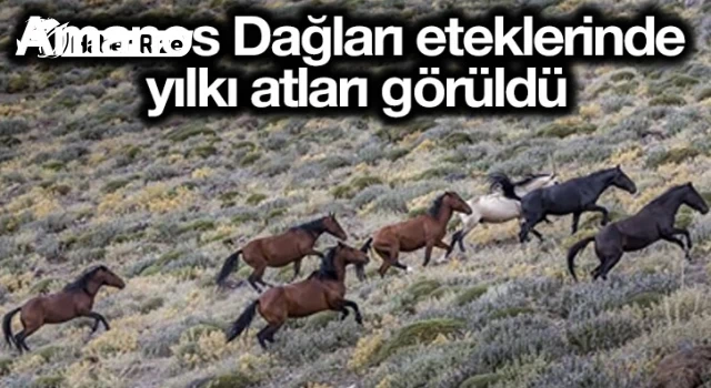 Amanos Dağları eteklerinde yılkı atları