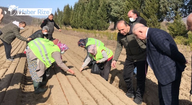 Bu yıl 2,5 milyon fidan üretilecek