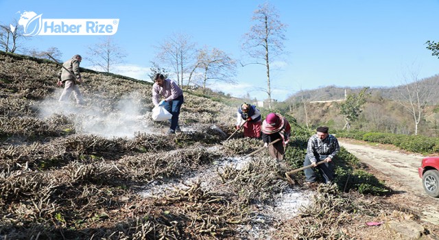 Çay üreticileri gübreleme konusunda bilinçlendiriliyor