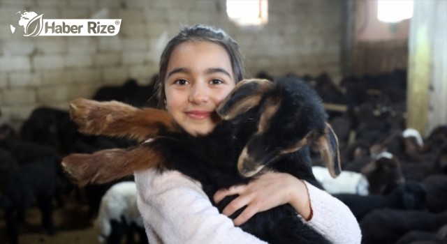 "Doğu'nun Çukurovası" yeni doğan kuzu ve oğlaklarla şenleniyor