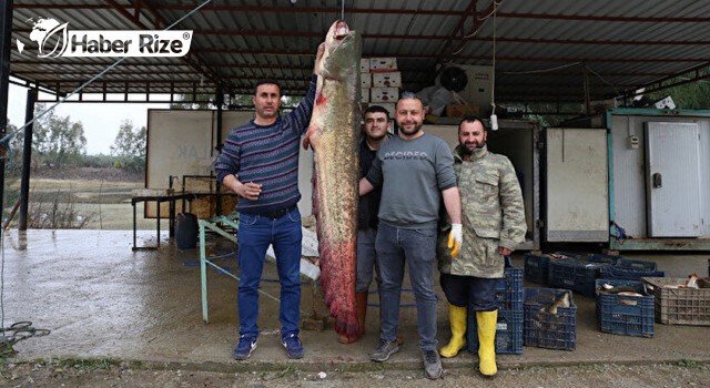 İnsan boyunu geçen yayın balığı yakalandı