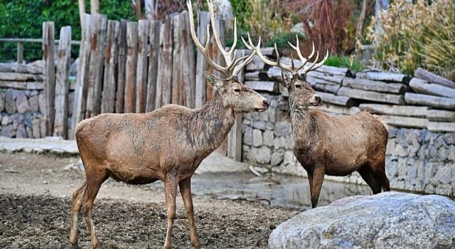 İzmir Doğal Yaşam Parkı’nın 54 sakini artık Uşaklı