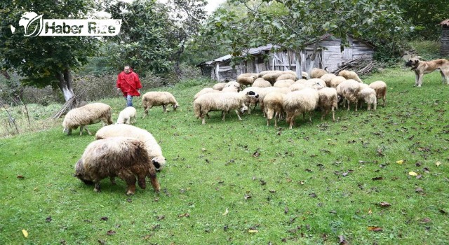 Koyun yetiştiriciliği geliştiriliyor