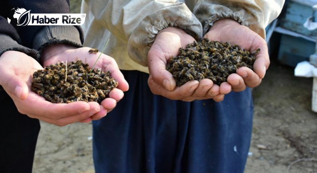 Olumsuz hava şartları dolayısıyla 40 bin bal arısı telef oldu.