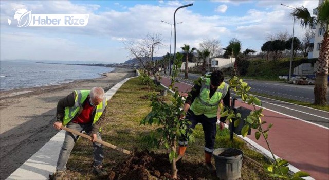 Park ve yeşil alanlara narenciye fidanı dikildi