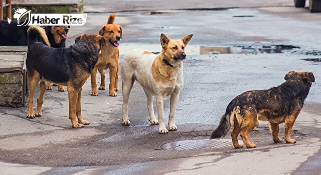 Rize'de Futbolculara Köpekler Saldırdı.