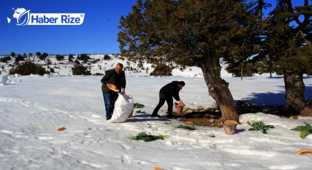 Yaban hayvanları için Toroslara yem bırakıldı