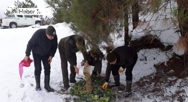 Zonguldak ve Karabük'te yaban ve sokak hayvanları unutulmadı